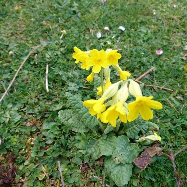 Primula veris പുഷ്പം