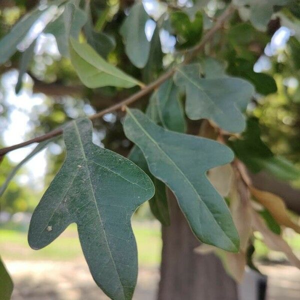 Quercus nigra 叶