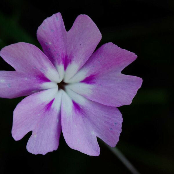 Phlox speciosa Blodyn