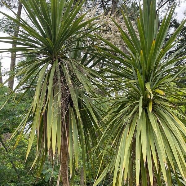 Cordyline australis Liść