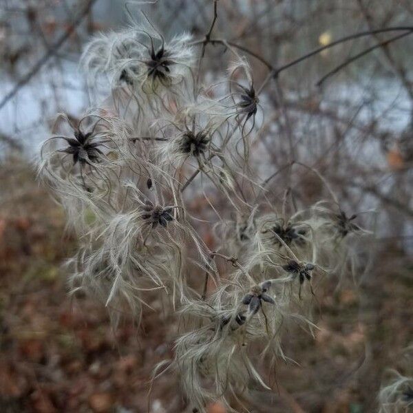 Clematis vitalba Fruit