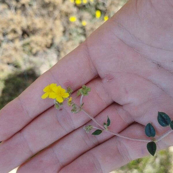 Helianthemum cinereum 葉