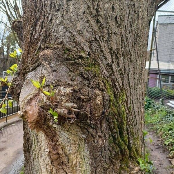 Populus balsamifera Bark