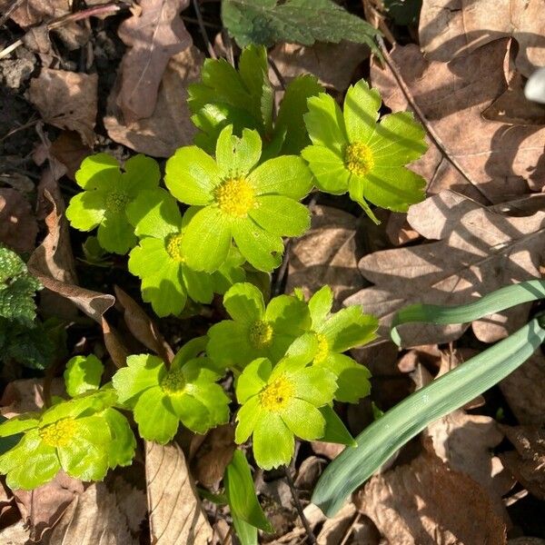 Sanicula epipactis Blomma