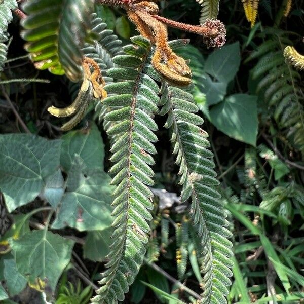 Mimosa pudica Lapas