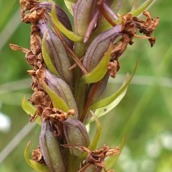 Gymnadenia conopsea Fruit