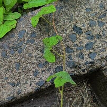 Ipomoea lacunosa Levél