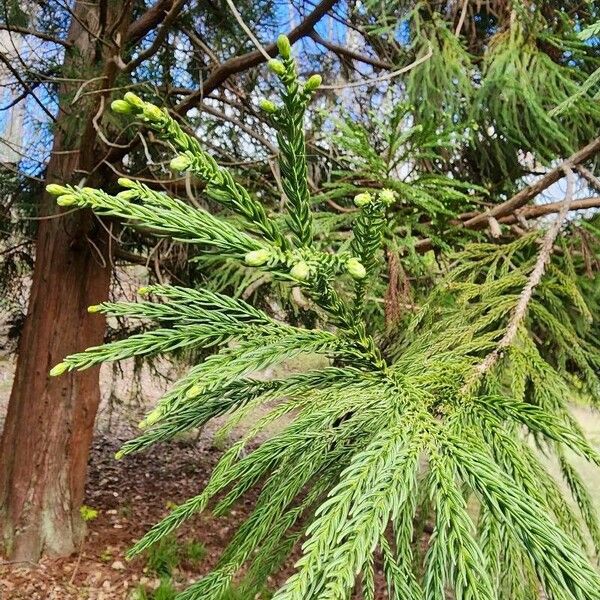 Cryptomeria japonica Fulla