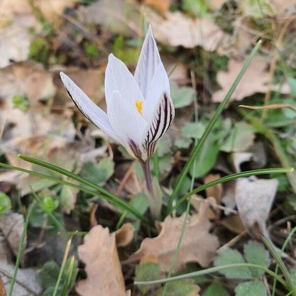 Crocus reticulatus Квітка