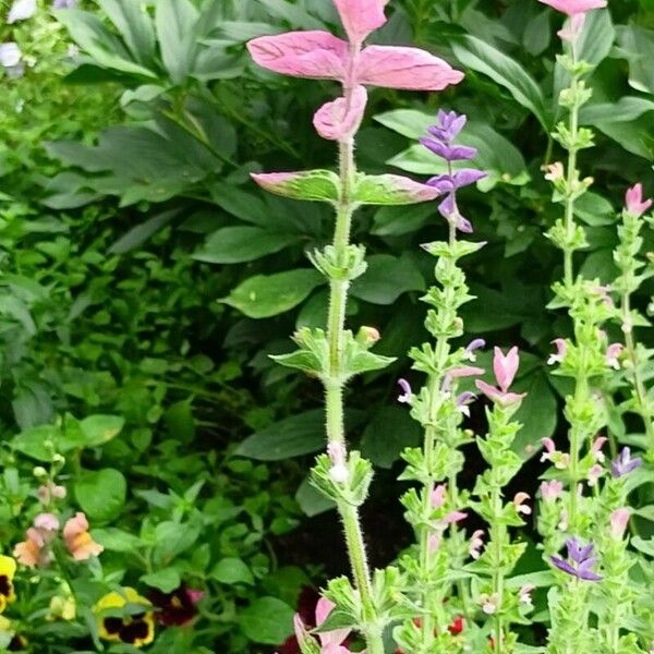 Salvia viridis Квітка