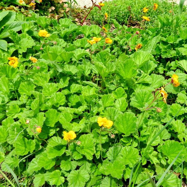 Geum sylvaticum Habit