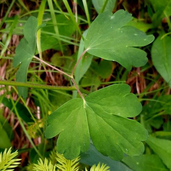 Aquilegia atrata Leaf