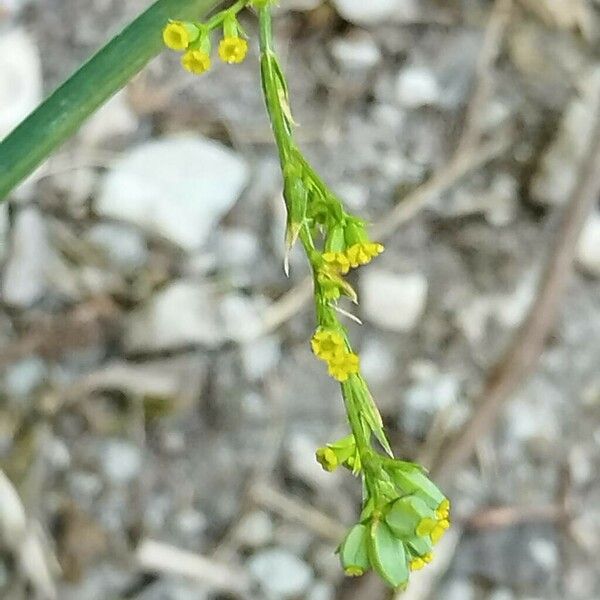 Bupleurum praealtum Lorea