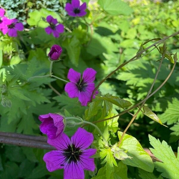 Geranium psilostemon 形态