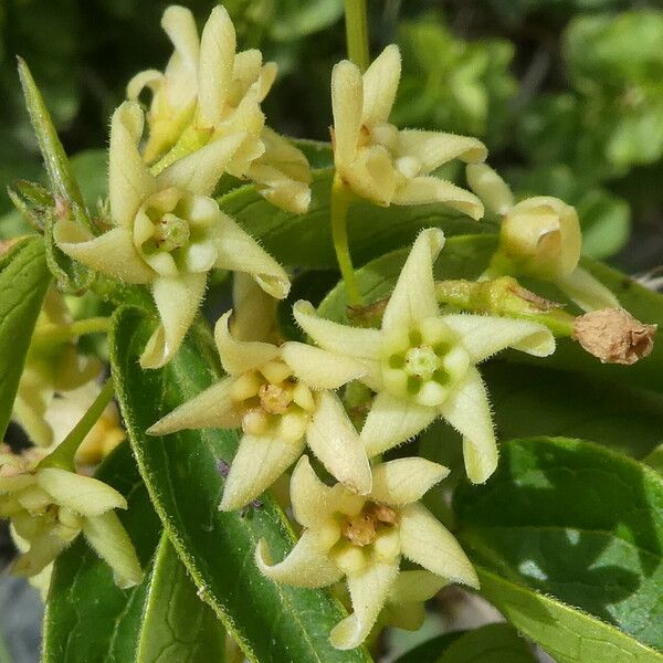 Vincetoxicum hirundinaria Flower