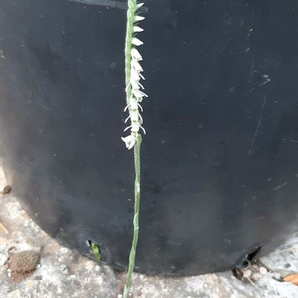 Spiranthes spiralis Blüte