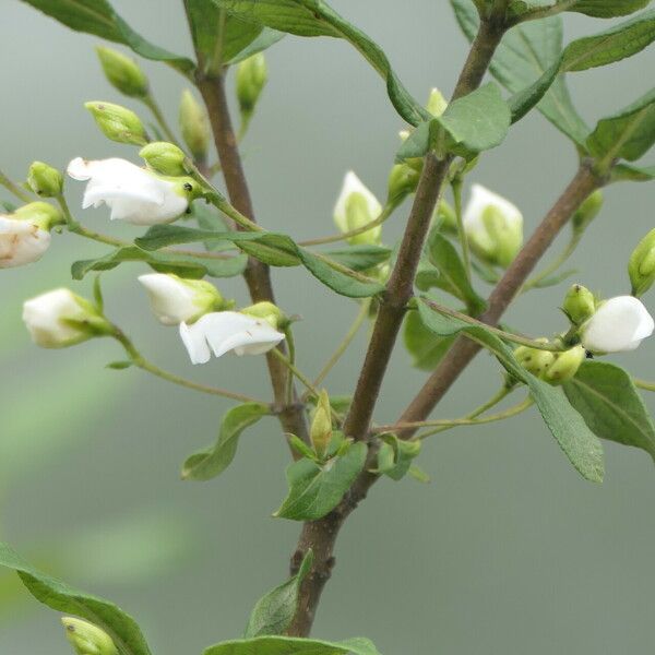 Bowkeria verticillata Flower