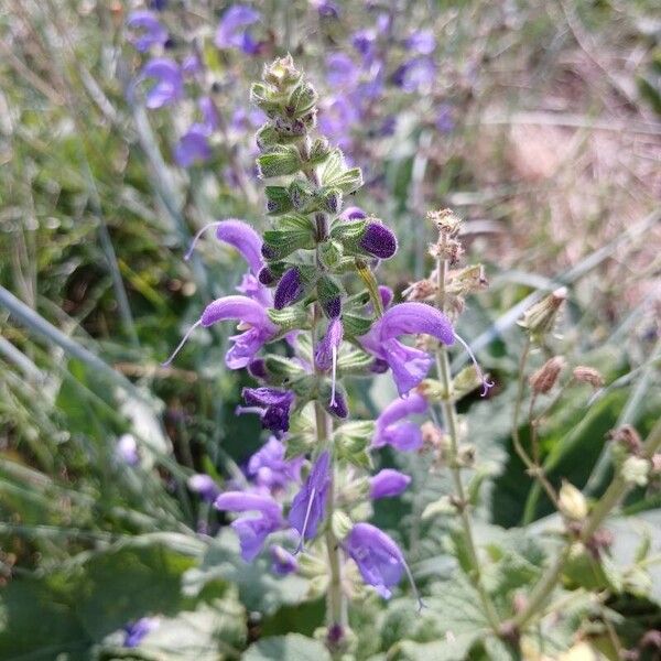 Salvia pratensis Flower