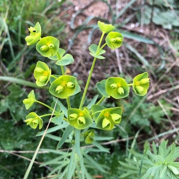 Euphorbia segetalis Flower