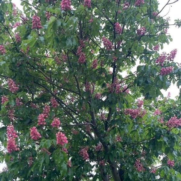 Aesculus × carnea Habitus