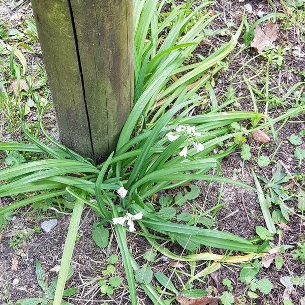 Allium triquetrum Staniste