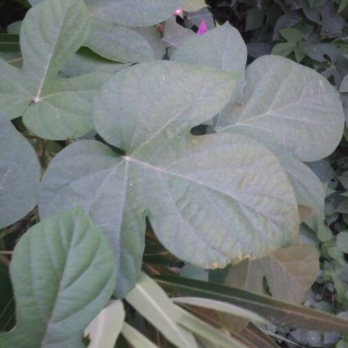 Ipomoea indica Hoja