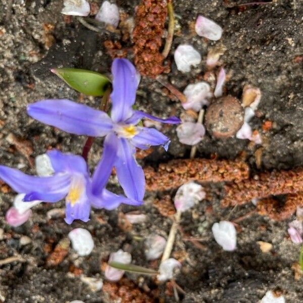 Scilla forbesii Flower