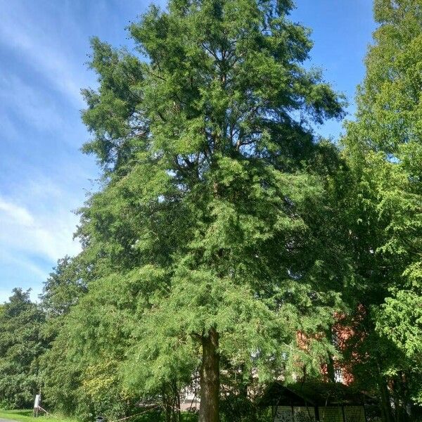 Taxodium distichum Habit