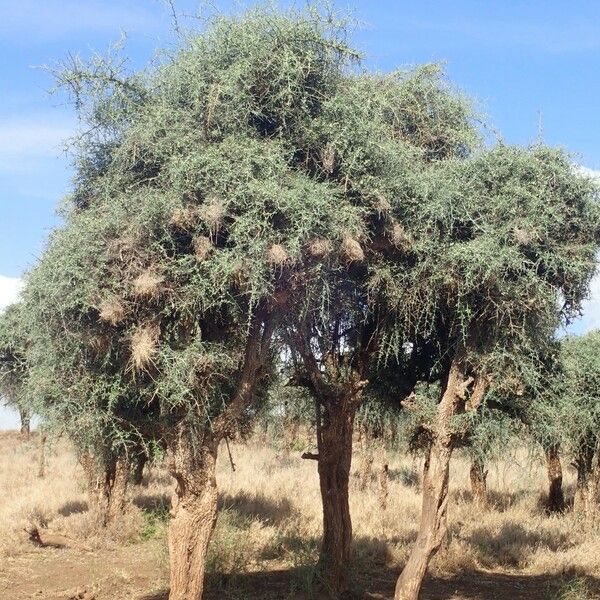 Balanites aegyptiaca Агульны выгляд