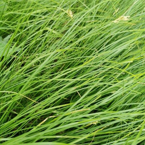 Carex brizoides Leaf