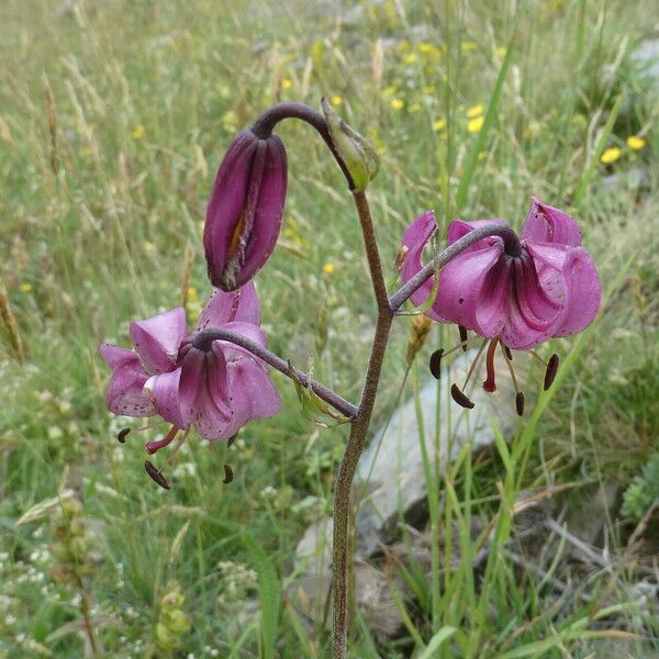 Lilium martagon 花