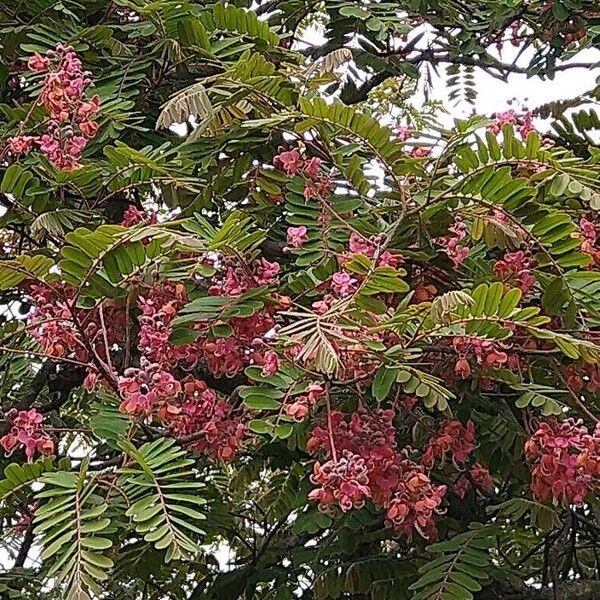 Cassia javanica Flor