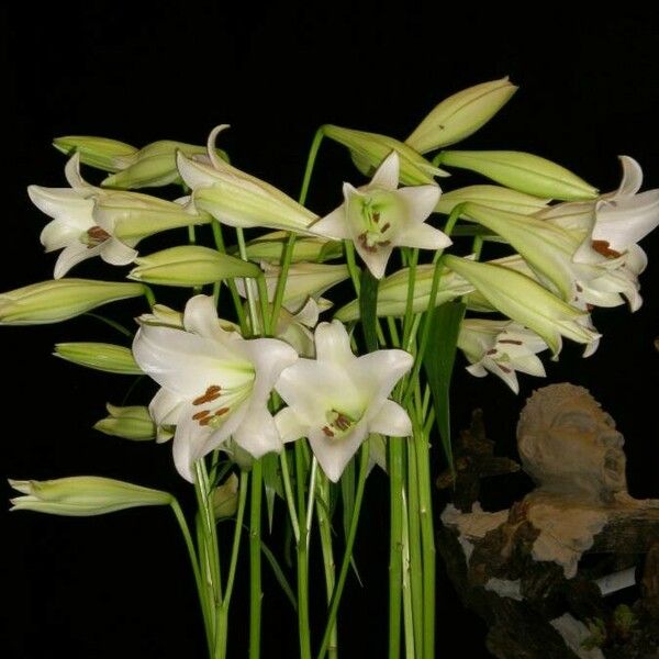 Lilium candidum Flower