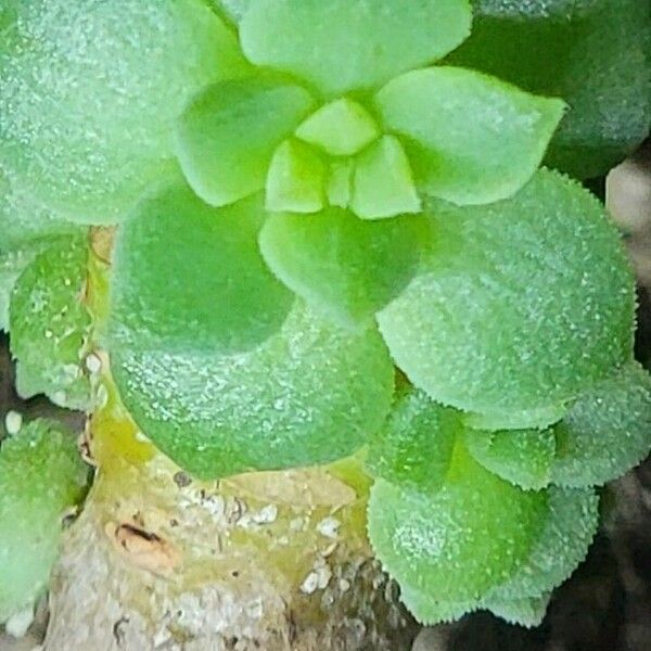 Sedum spathulifolium Leaf