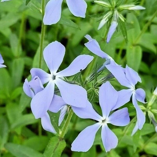 Phlox divaricata 花