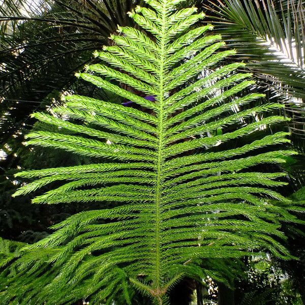 Araucaria columnaris पत्ता