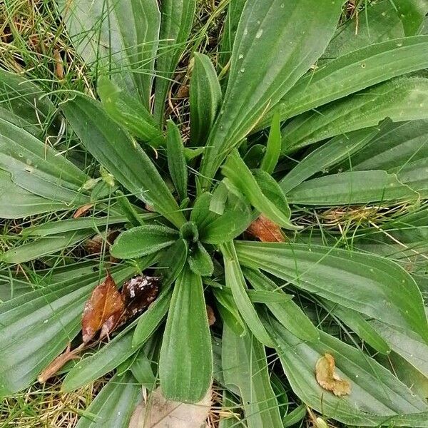 Plantago lanceolata Folha