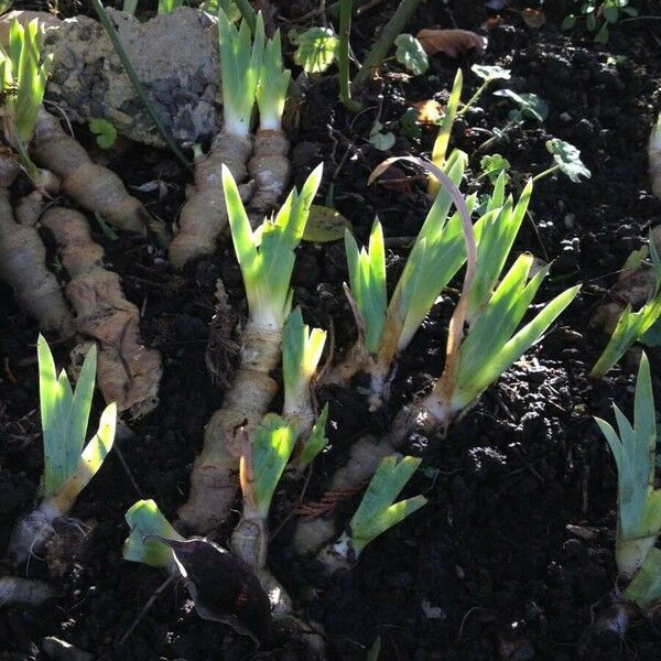 Iris × germanica Blad