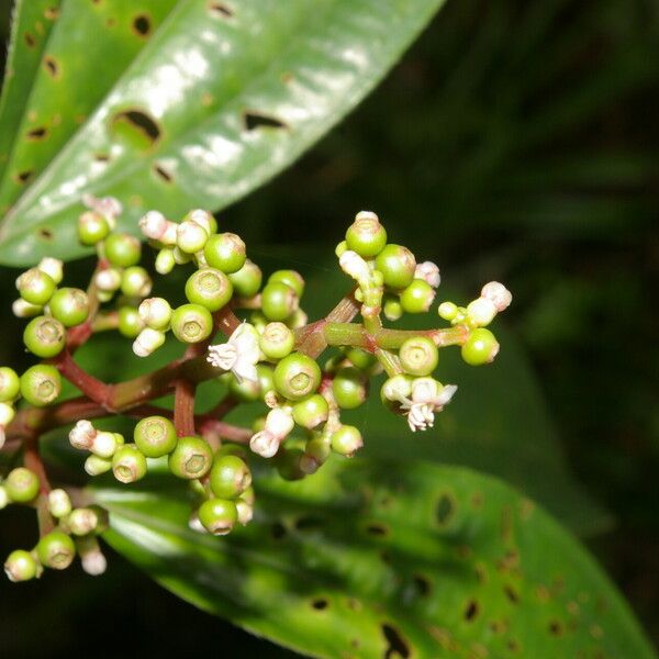 Miconia ciliata পাতা