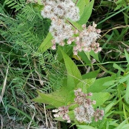 Eupatorium perfoliatum फूल