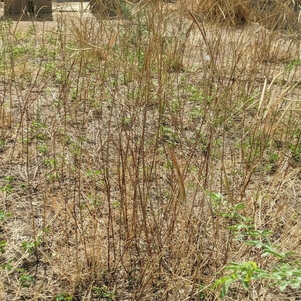 Senna obtusifolia Habit