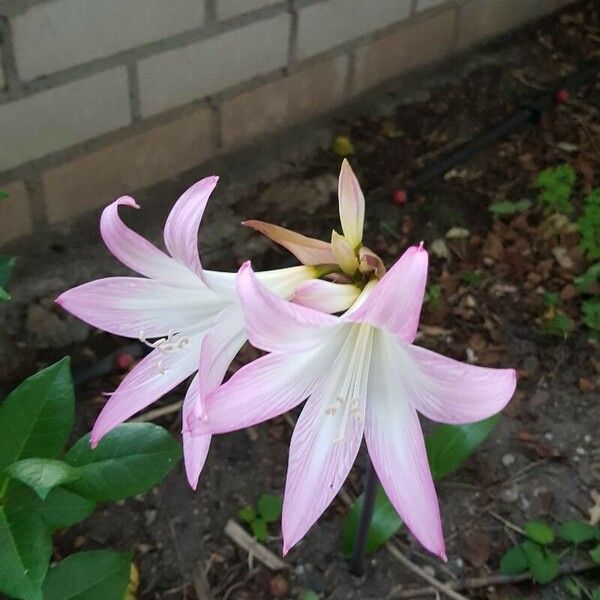 Crinum moorei Blomst