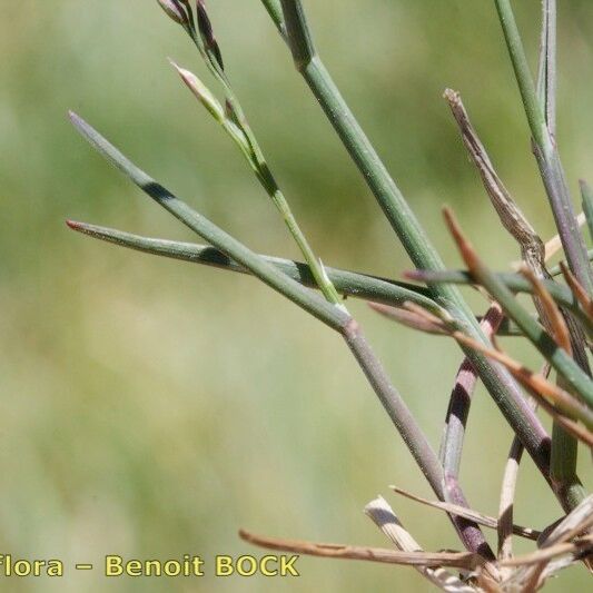 Poa glauca Casca