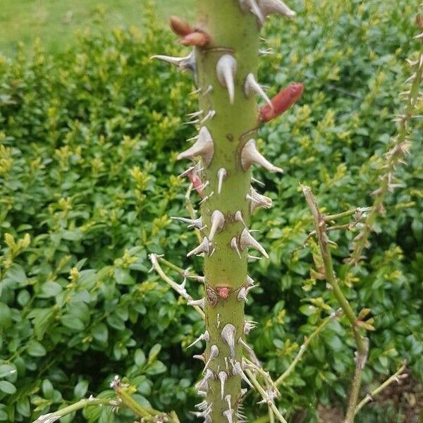 Rosa stylosa Coajă