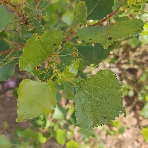 Populus nigra Leaf