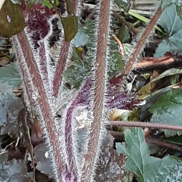 Heuchera sanguinea Corteccia