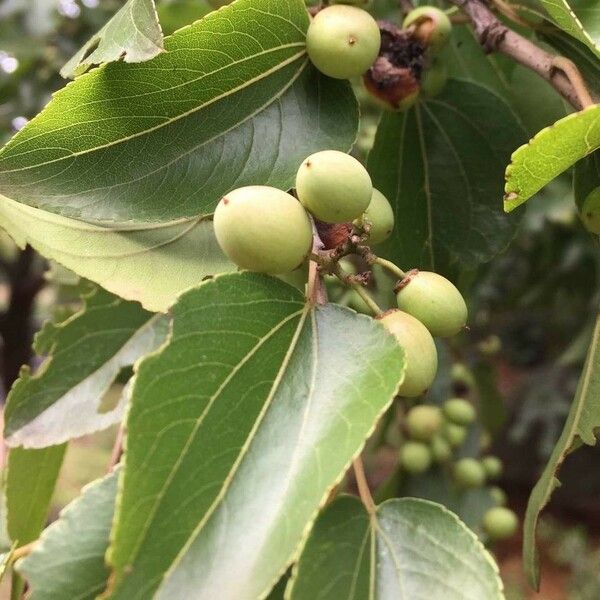 Ziziphus mucronata Fruit