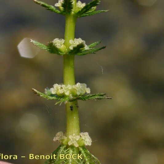 Myriophyllum verticillatum Altul/Alta