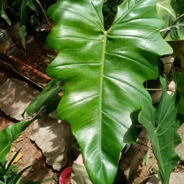 Philodendron simmondsii Lapas