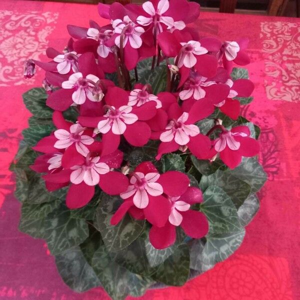 Cyclamen repandum Flor